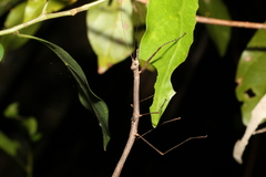 Candovia karasi