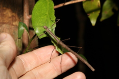 Candovia karasi
