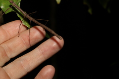 Candovia karasi