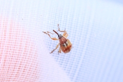 Corimalia tamarisci