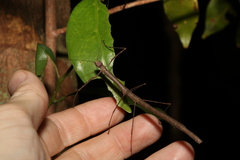 Candovia karasi