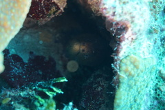 Gymnothorax miliaris
