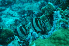 Chaetodon striatus