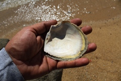 Pinctada mazatlanica