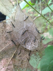 Leptophobia aripa