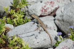 Sceloporus cozumelae