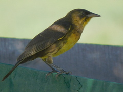 Pseudoleistes virescens