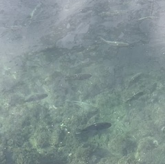 Girella nigricans