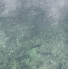 Girella nigricans