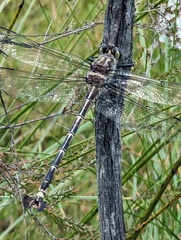 Petalura litorea