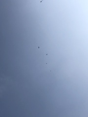 Parabuteo unicinctus