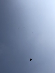 Parabuteo unicinctus