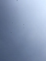 Parabuteo unicinctus