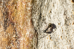 Dolichoderus scabridus