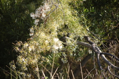 Clematis microphylla