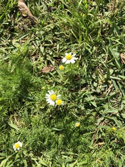 Matricaria