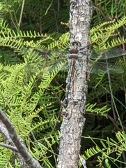 Petalura litorea