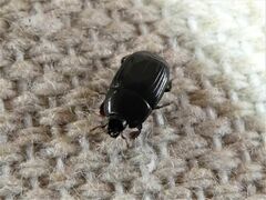 Histeridae
