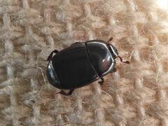 Histeridae