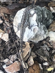 Anolis bonairensis