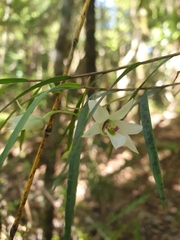 Dendrobium cunninghamii