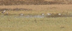 Calidris subminuta
