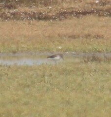 Calidris subminuta