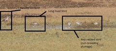 Calidris subminuta