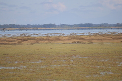 Calidris subminuta