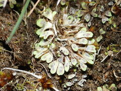 Riccia beyrichiana