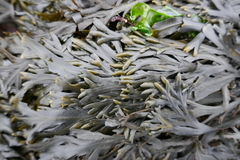 Fucus