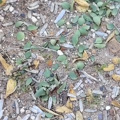 Acromyrmex versicolor