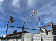 Nycticorax nycticorax