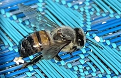 Apis mellifera