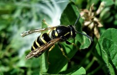 Dolichovespula sylvestris