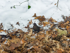 Turdus merula