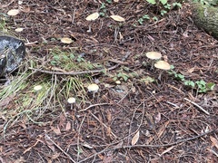 Stropharia ambigua