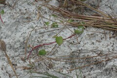 Centella erecta