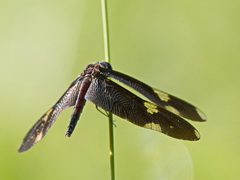 Rhyothemis princeps