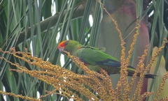 Aratinga auricapillus