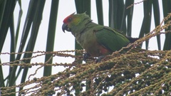 Aratinga auricapillus