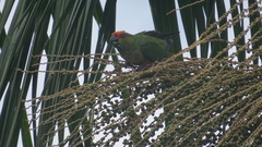 Aratinga auricapillus