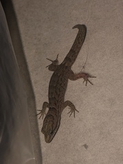 Gonatodes antillensis