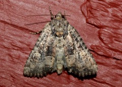 Mesapamea fractilinea