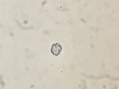 Miozoa