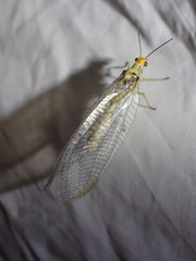 Nothochrysa fulviceps