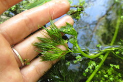Batrachium