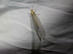 Nothochrysa fulviceps