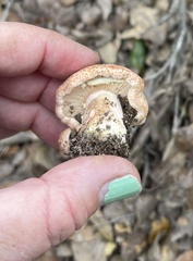 Lactarius xanthogalactus