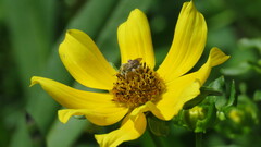 Diadasia